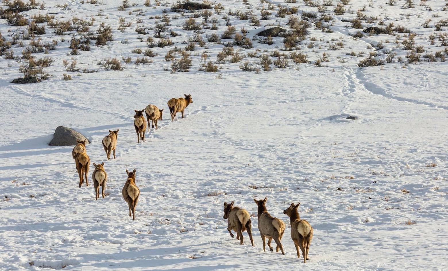 Wildlife research shows that at least nine major elk herds converge upon Yellowstone National Park in spring and then leave the high country when heavy snows arrive. Most of those herds utilize Wilderness areas on adjacent national forests as safe passageways that are free from human development and a lot of human disturbance. Thousands of elk, including members of the famous Gallatin Herd move through the Porcupine and Buffalo Horn to the Madison Valley and western Gallatin Valley. Many elk live in the Porcupine and Buffalo Horn year-round; the drainages serve as important calving grounds for cow elk that seek out secure habitat. Elk no longer move through Big Sky in the great numbers they used to.  Photo courtesy Neal Herbert/NPS