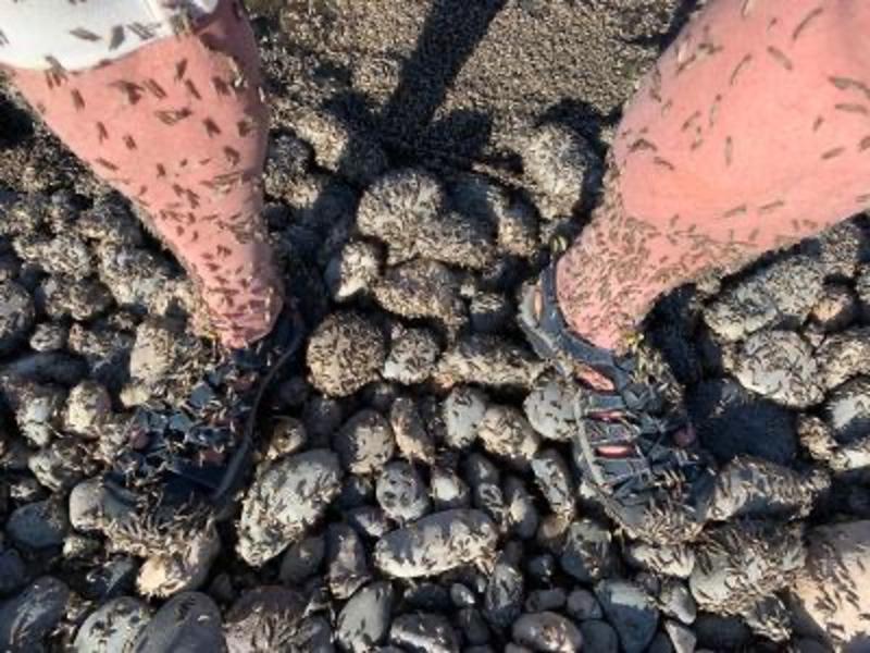 The author's legs covered in caddisflies.  Photo courtesy Timothy Tate