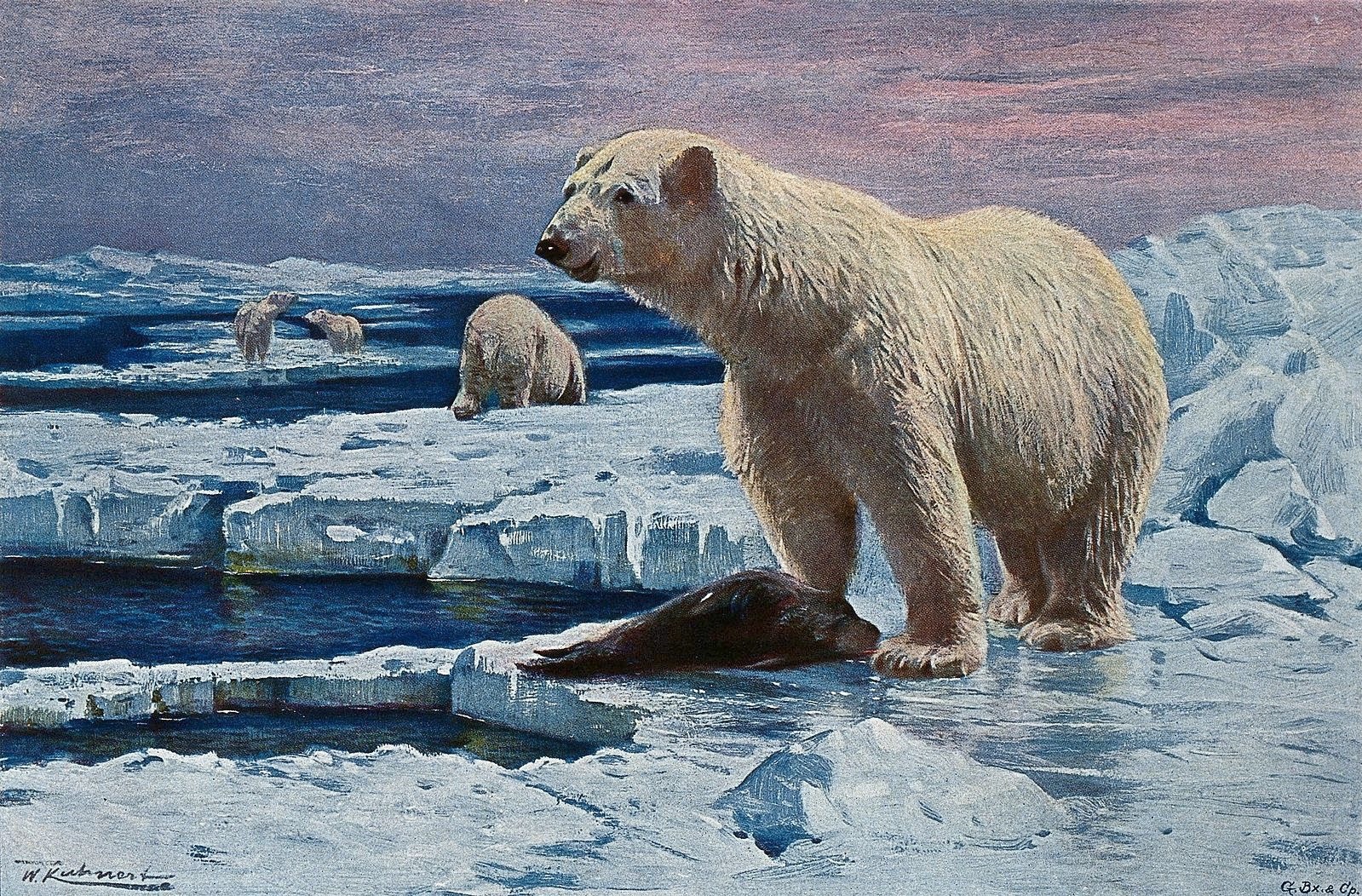 Sea ice, where seals rest and bask and where polar bears prey on them, has been important to the survival of both species. But with warming temperatures sea ice is winnowing and the Inuit in northern Canada are literally watching the world they know melting away with climate change. Painting by the great Wilhelm Kuhnert 