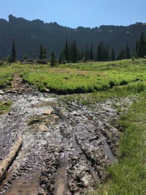 Tracks of resource damage from mechanized users in the wild Gallatin backcountry. Photo courtesy Orville Bach