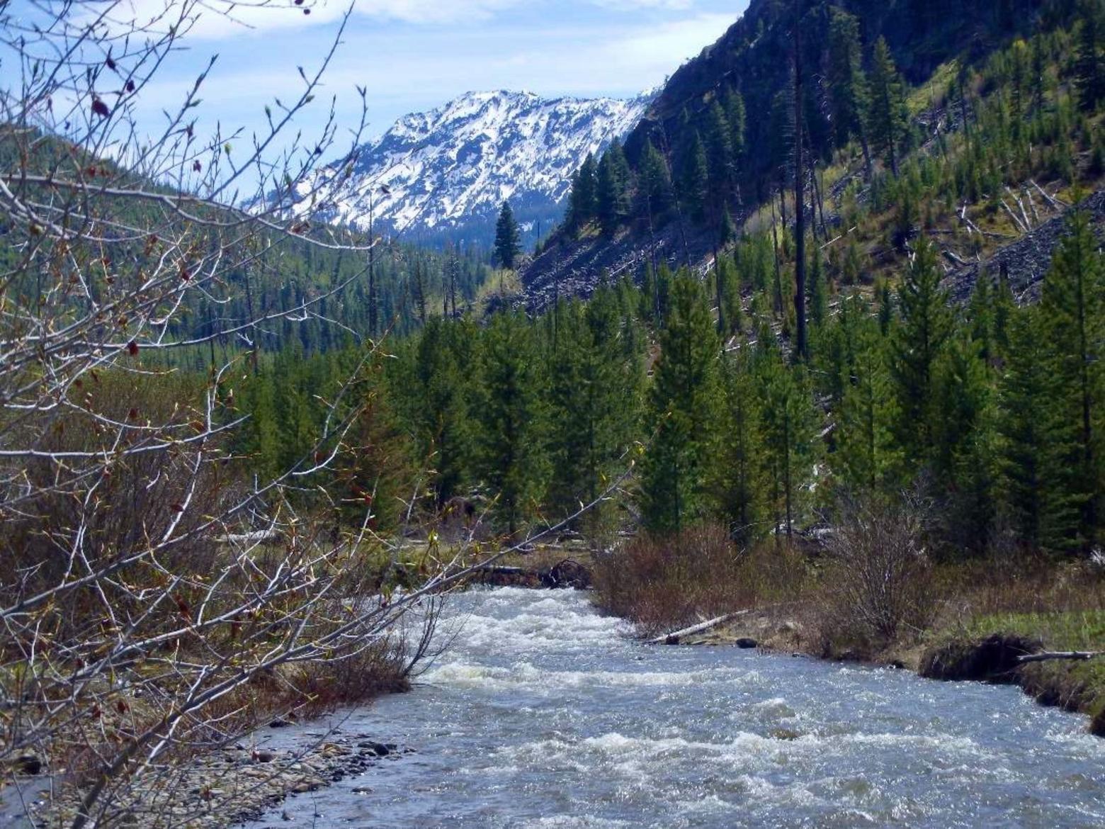 West Fork of Mill Creek is like a lot of drainages flowing out of the Absaroka-Beartooth Wilderness, some that would not have been protected as wilderness or against logging if the Forest Service had not been called out. Photo courtesy Jesse Logan.
