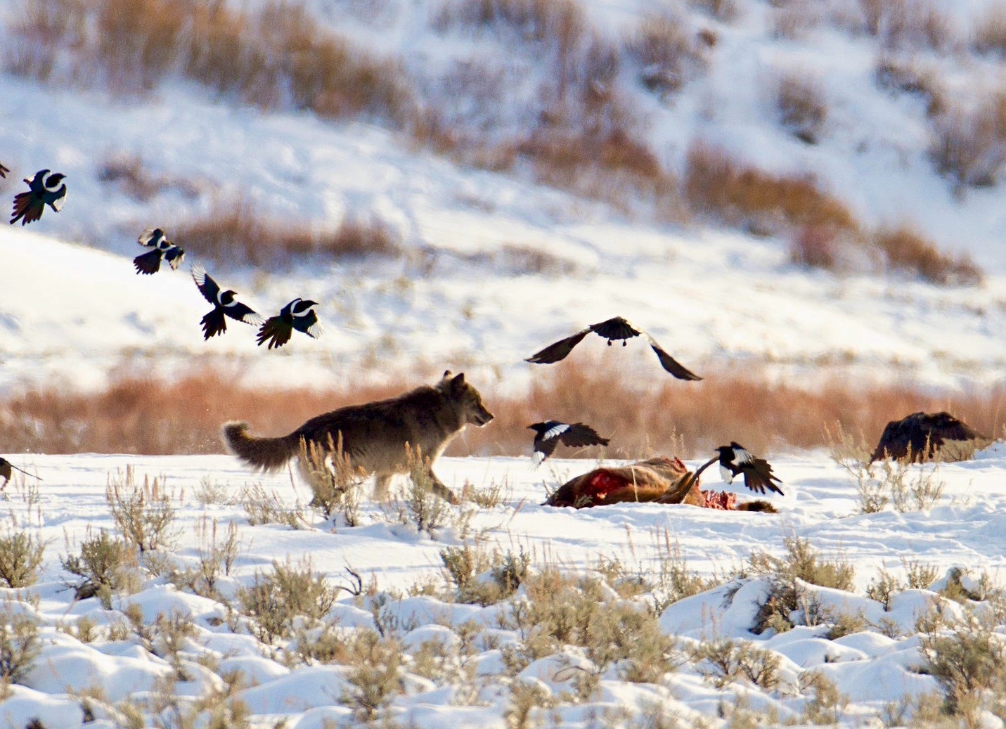 A wolf in Yellowstone joins magpies in feasting upon an elk carcass. Throughout the West, dead animals attract scavengers. In cattle country, experience has shown that conflicts between ranchers and predators can be reduced when dead cattle and sheep, which can attract wolves, bears and mountain lions are removed from rangeland.  Photo courtesy Jim Peaco/NPS