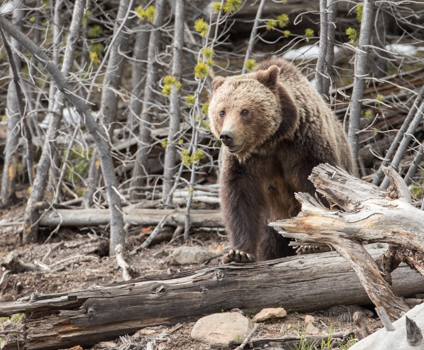 A grizzly wanders in the forest in Yellowstone. This is not the bear believed involved in the incident with the hiker. Photo courtesy Jim Peaco/NPS