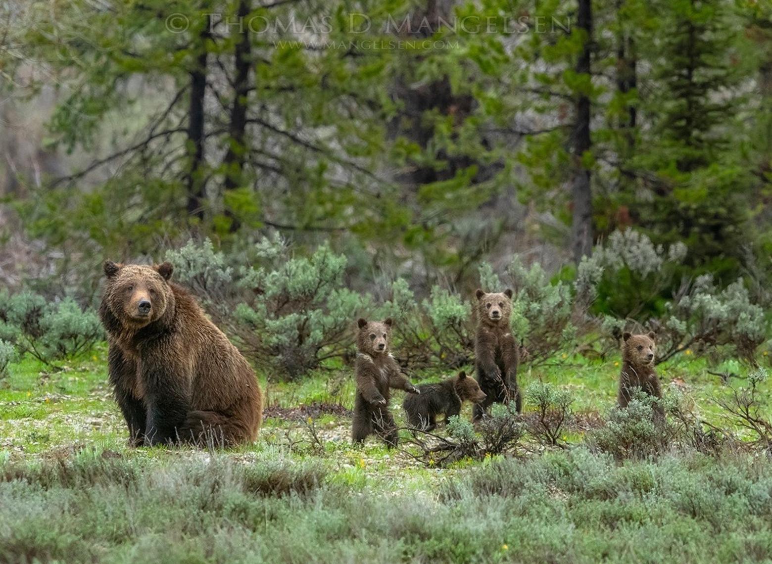 Greater Yellowstone's grizzly population is the best known in the world and one of the symbols of its beloved status is 24-year-old Jackson Hole grizzly mother 399 who this spring emerged from her den with four cubs  This image, titled "Among the Sage—399 and Quadruplets" is a new print release by Thomas Mangelsen and we are grateful for his permission to use it. You can view more of Mangelsen's work at Mangelsen.com