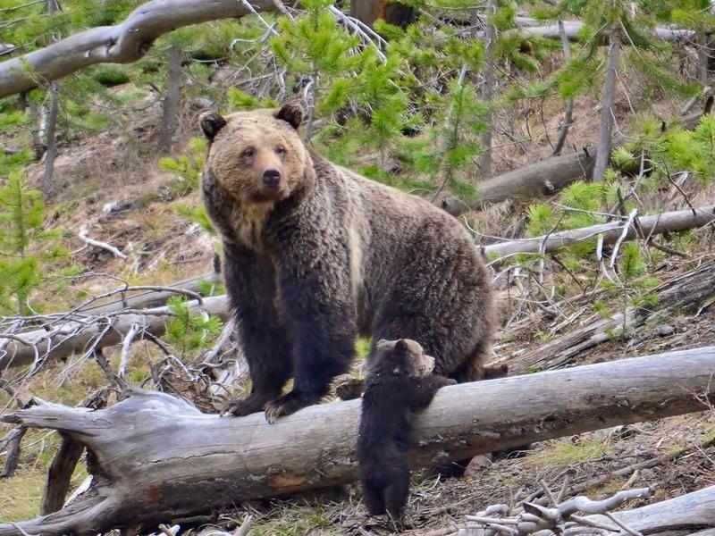 A mother grizzly and cub