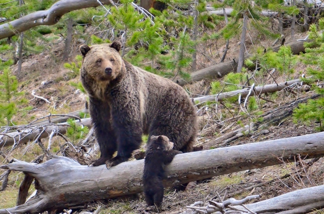 A grizzly mother with cub in the Greater Yellowstone Ecosystem. Photo courtesy Frank van Manen/USGS