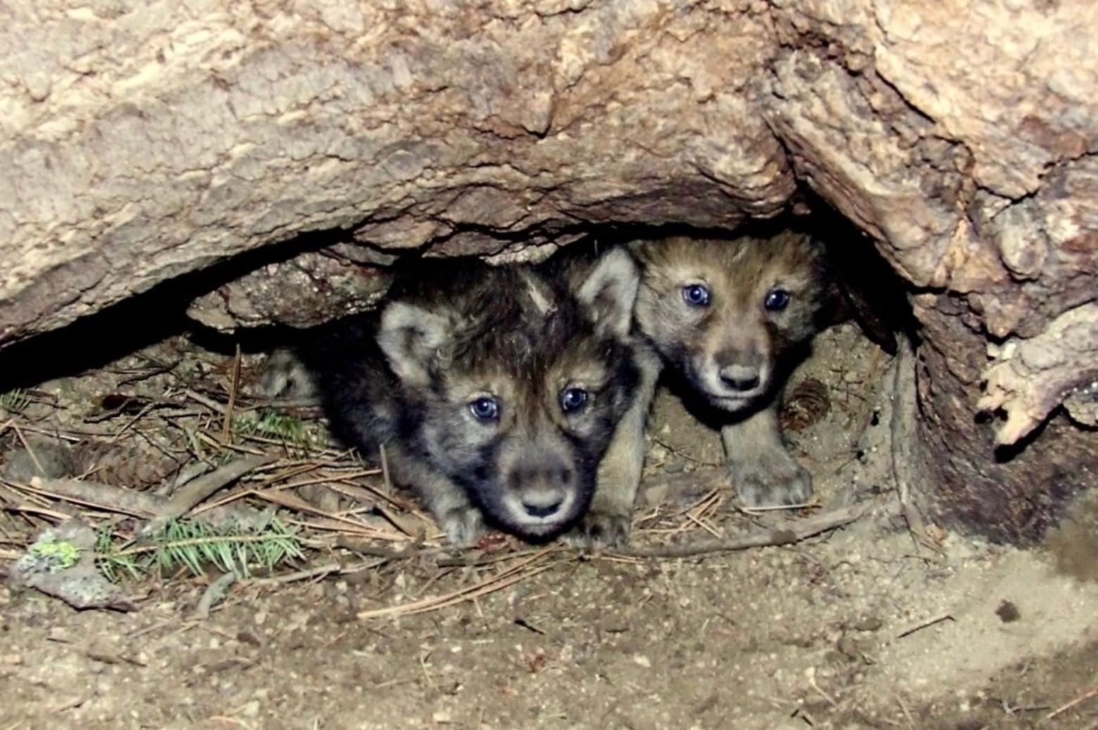 A return to the Dark Ages of dealing with wildlife carnivores? What could possibly be sporting or done in the spirit of "fair chase hunting" to allow wolf pups to be killed in their dens?  These are questions that even many sportsmen and sportswomen are asking, saying that it gives hunting a bad name.  Photo courtesy USFWS/Hilary Cooley
