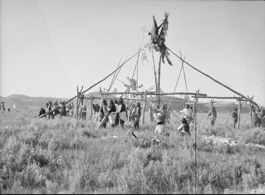 Northern Cheyenne erect a Sun Dance lodge on the high plains. Photograph taken early in the 20th century. Image part of Richard Throssel Collection, American Heritage Center, University of Wyoming 