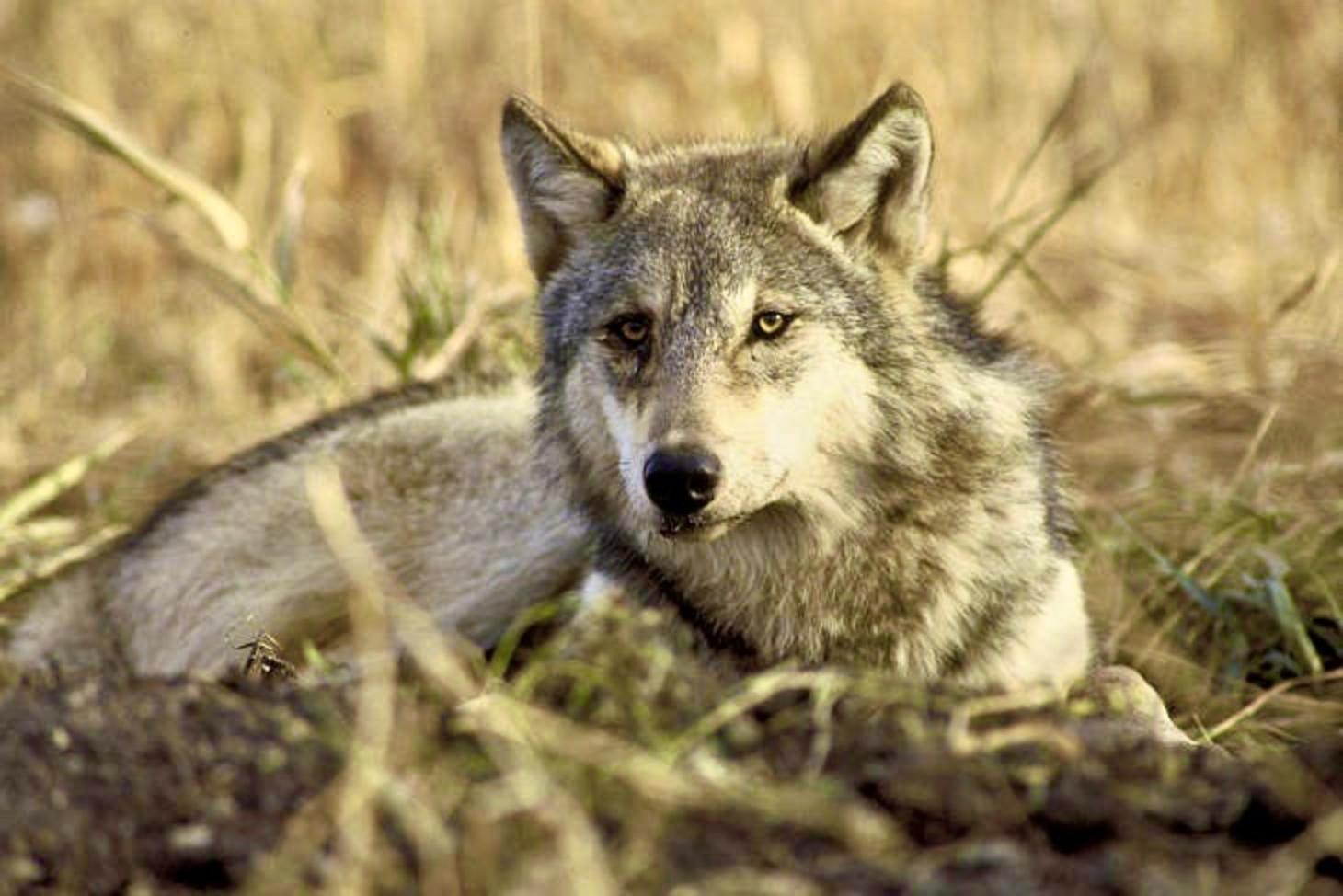 Part of a major obstacle to bringing wolves back to Yellowstone in 1995 was overcoming deeply-engrained  Euro-centric mythology directed toward wolves. Rick McIntyre's book, which draws upon decades of direct wolf observations and other evidence in Yellowstone, makes Wolf 8 a dramatic character with a large ensemble cast. His story isn't fiction;  rather it matches the natural history of wolves with a serious examination of them as sentient beings. Photo courtesy USFWS