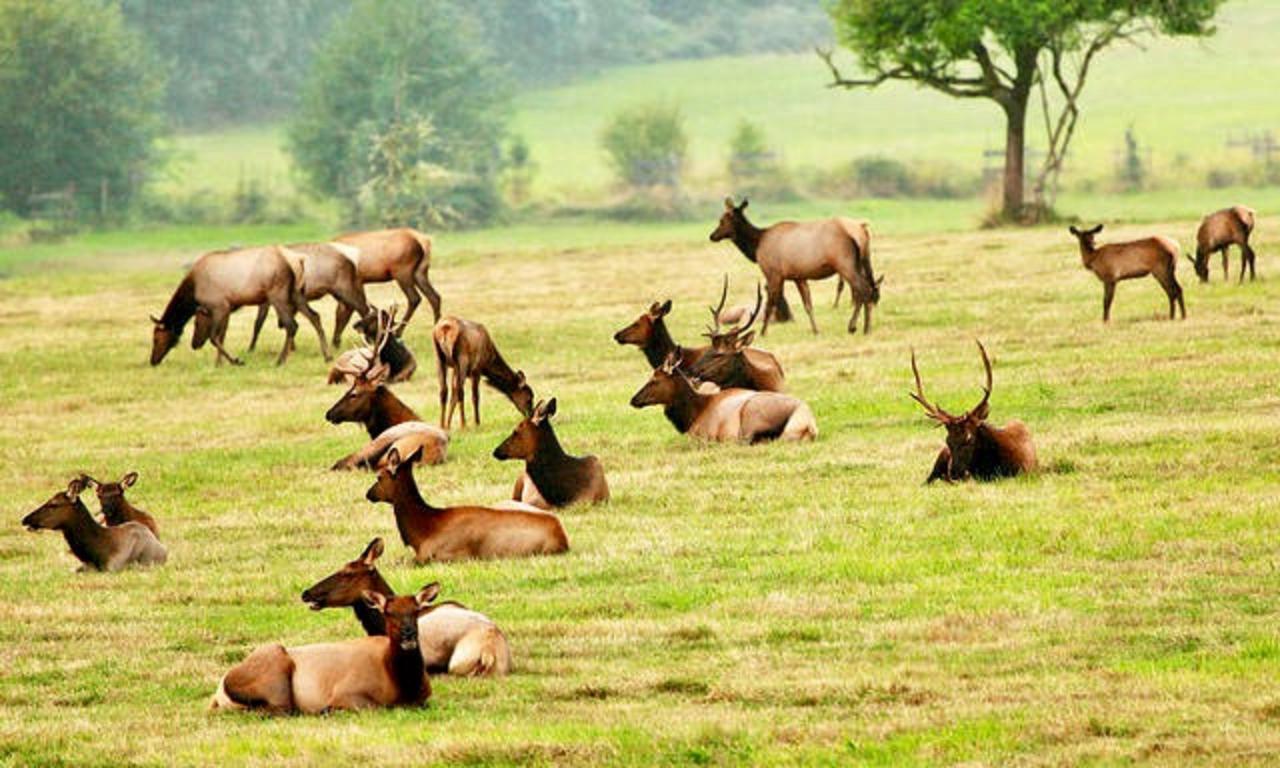 The mantra among some Westerners is the more elk the better. But ranchers in Paradise Valley, dealing with brucellosis-carrying wapiti,  say proliferating numbers of the animals congregating in their pastures threatens their survival.  Photo courtesy Flickr user Ian Sane CC-BY-2.0