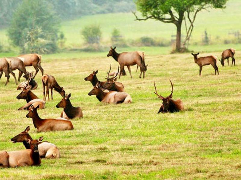 Worries over elk and disease in Paradise Valley