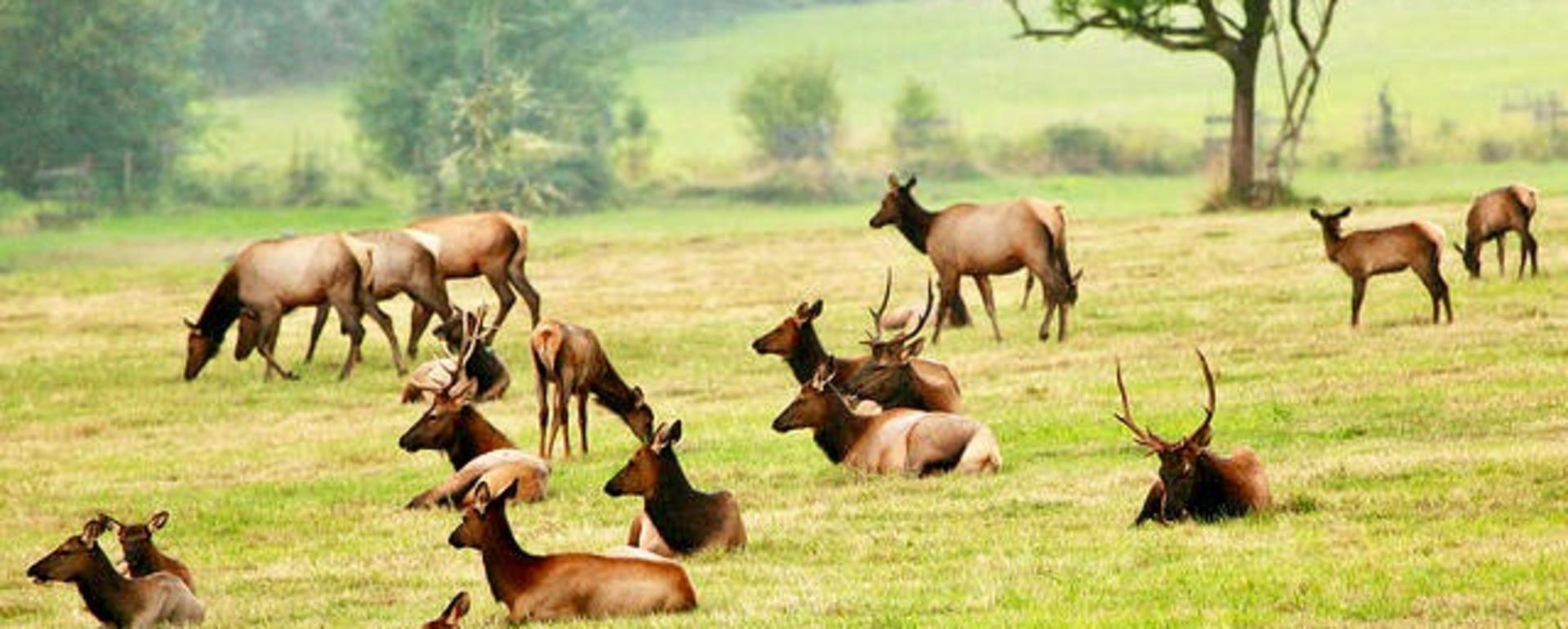 Public elk on a private ranch 
