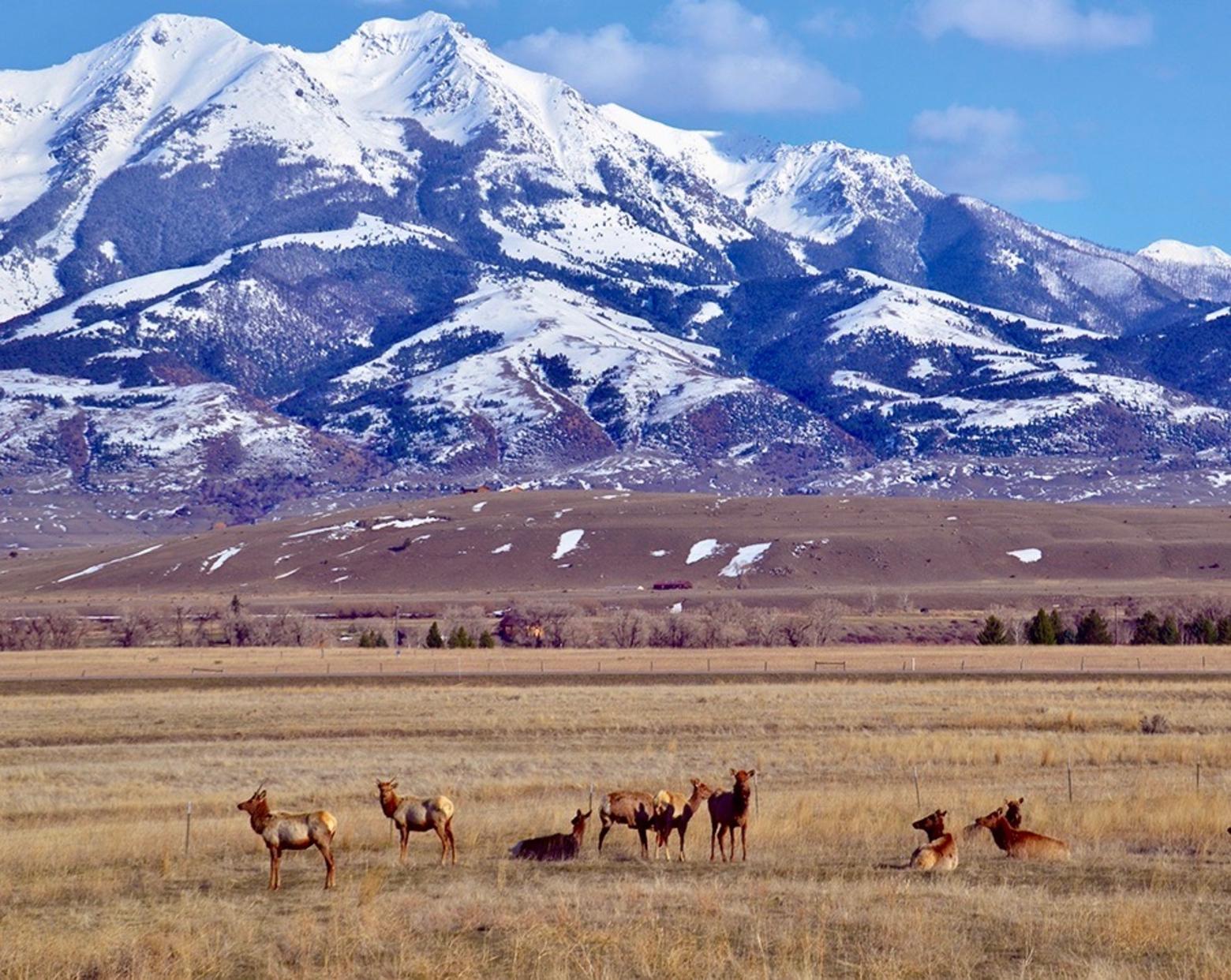 Elk in Paradise Valley. Photo courtesy Brian Yablonski