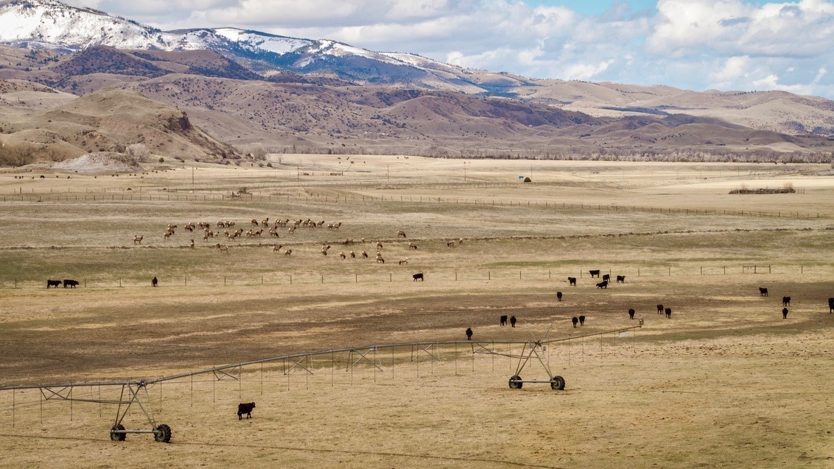 Top: Elk finding nourishment in a cattle pasture. Above: Wild migrating elk and domestic cattle graze together on a private ranch in Paradise Valley. Photos courtesy Implement Productions