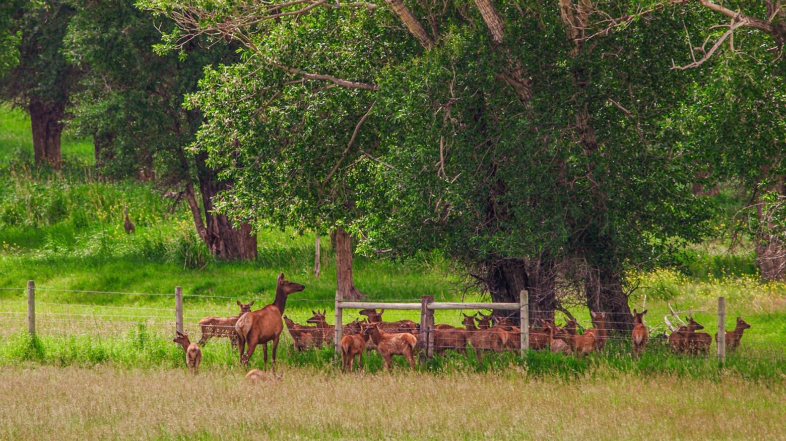 Top: The Northern Elk Herd in Yellowstone, pictured here on the move, has been growing and elk have headed deeper into Paradise Valley in winter. Above: In previous years, cow elk would be heading to the mountains with their calves. But ever increasingly, they and their young are remaining on the bottomlands and lower slopes of Paradise Valley, putting them on a brucellosis collision course with domestic livestock. What's the solution? PERC says it is to use incentives that make elk and asset instead of a liability. Photos courtesy Jacob W. Frank/NPS (top) and Implement Productions.