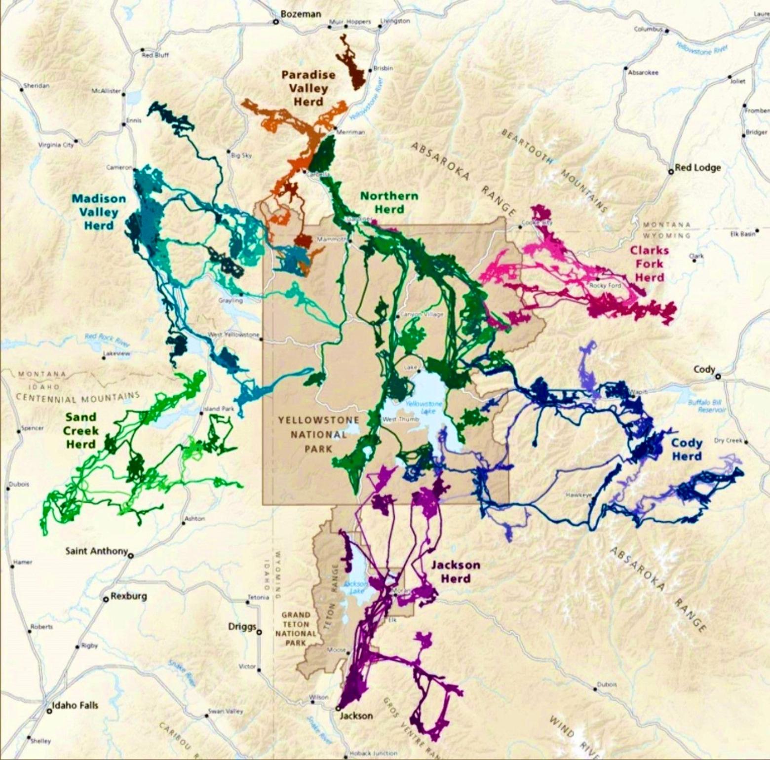 This map showing the remarkable long-distance migrations of a dozen different elk herds in Greater Yellowstone speaks to one of the main reasons why this ecosystem is unparalleled in the Lower 48 and iconic in the world. The corridors for elk, mule deer and pronghorn only still exist here because they remain unfragmented by human development or inundated by large numbers of people using the landscape. Can they persevere given development trends and outdoor recreation reaching industrial-strength levels? Photo courtesy Wyoming Migration Initiative 