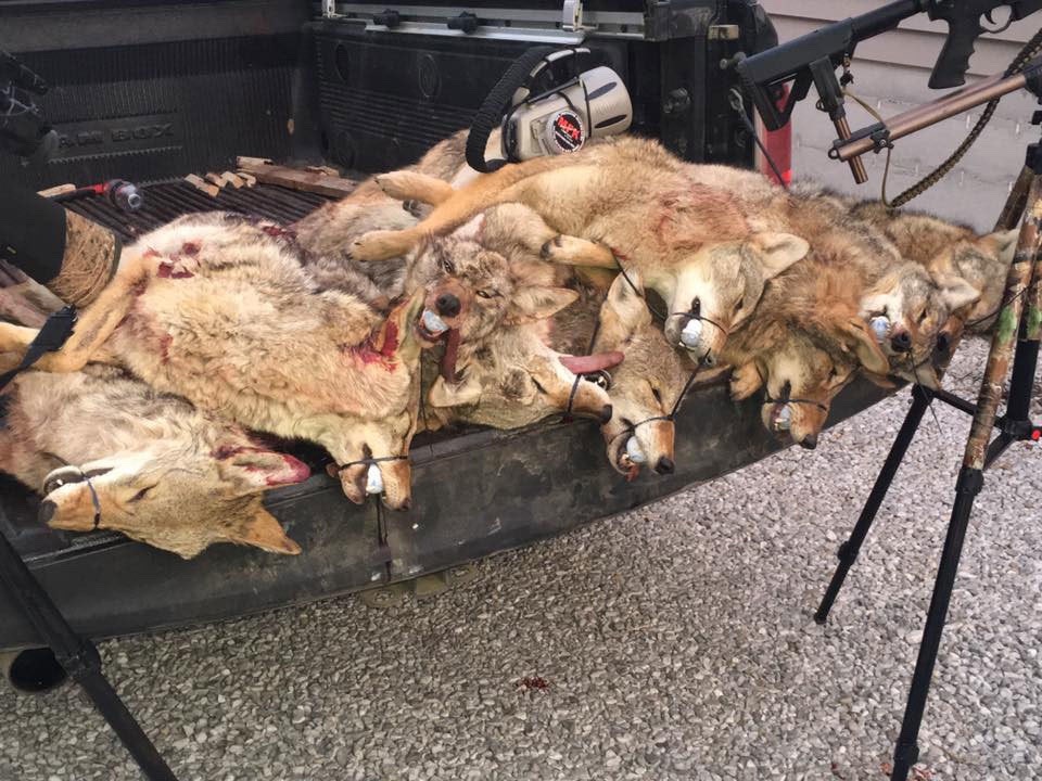 Mountain Journal apologies for using this graphic image but it shows the truth of what wildlife-killing contests are about. Here, a truckload of coyotes that were shot at a predator derby in Illinois. Photo courtesy Marc Ayers/Humane Society of the US