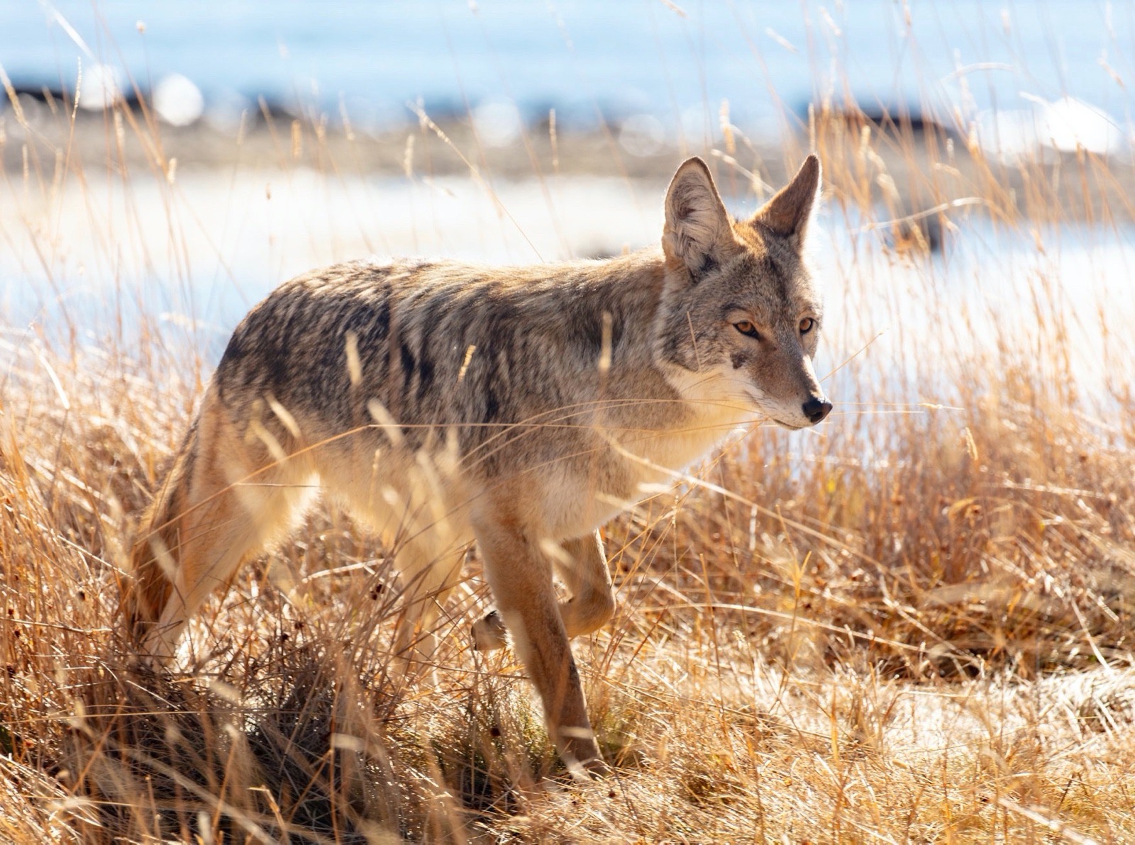 A lone coyote wanders Yellowstone. Wildlife killing contests are forbidden in national parks but they have been permitted by other government agencies on public land. As the number of hunters continues to fall nationwide, many critics of wildlife killing contests, including longtime sportsmen and sportswomen, say they give ethical hunters a bad name.  Photo courtesy Jacob W. Frank/NPS