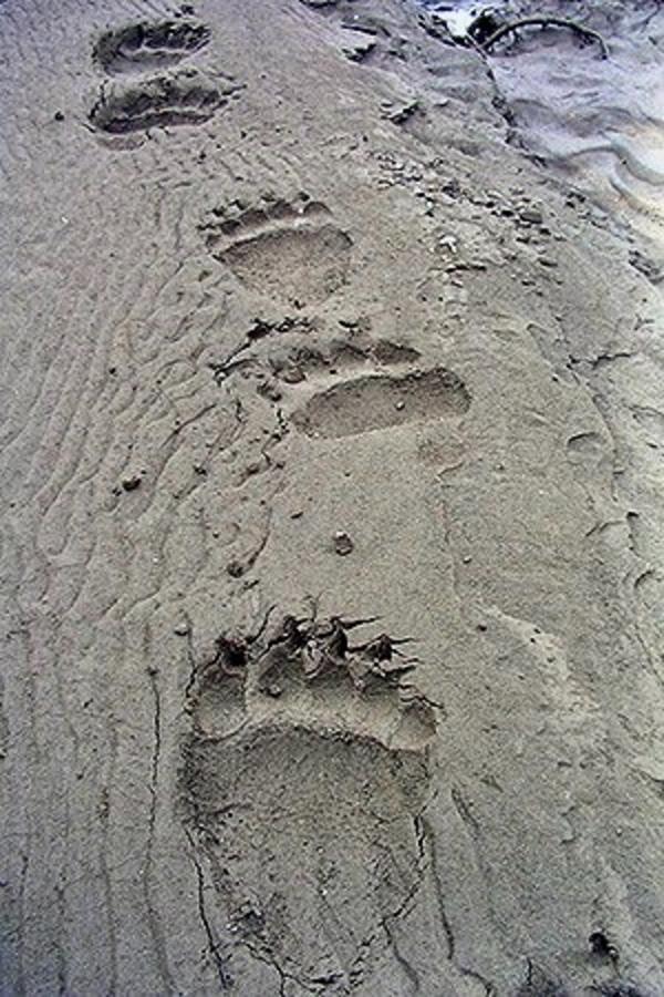 Bear tracks. Photo courtesy NPS