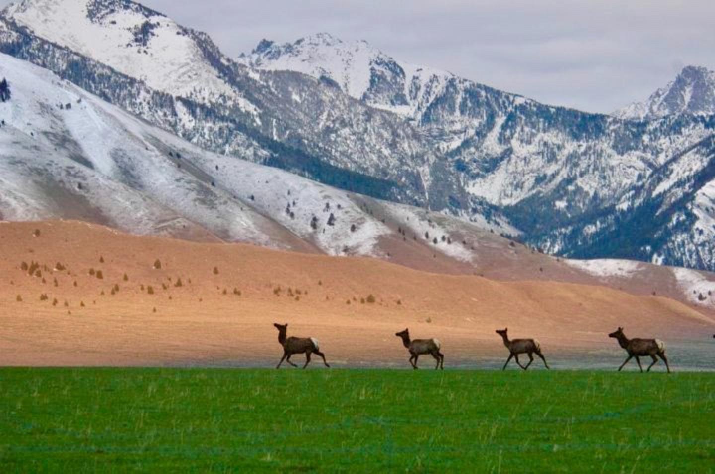 A small band of elk, among several thousand, crosses private ranches in the Madison Valley of southwest Montana where they winter.  Providing habitat for public wildlife is one of several tangible ways ranchers give back and promote wildlife conservation. Ask yourself: how do outdoor recreationists help promote wildlife protection?  How does our presence in landscapes important to rare wildlife improve the prospects of wildlife conservation for those species? Or, maybe, it doesn't? Photo courtesy Roger Lang