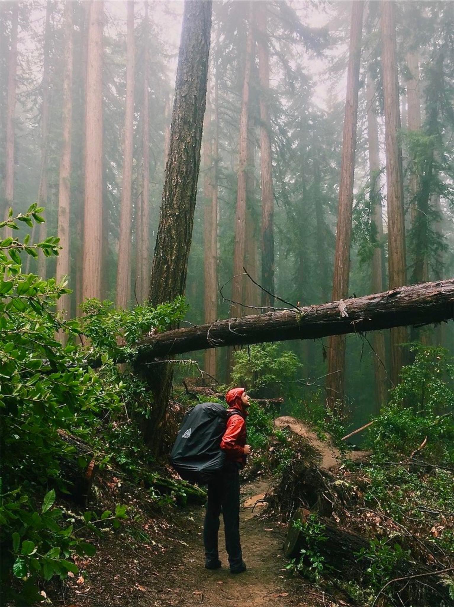 Matthew Silverman on a hike through the understory. Photo courtesy Matthew Silverman