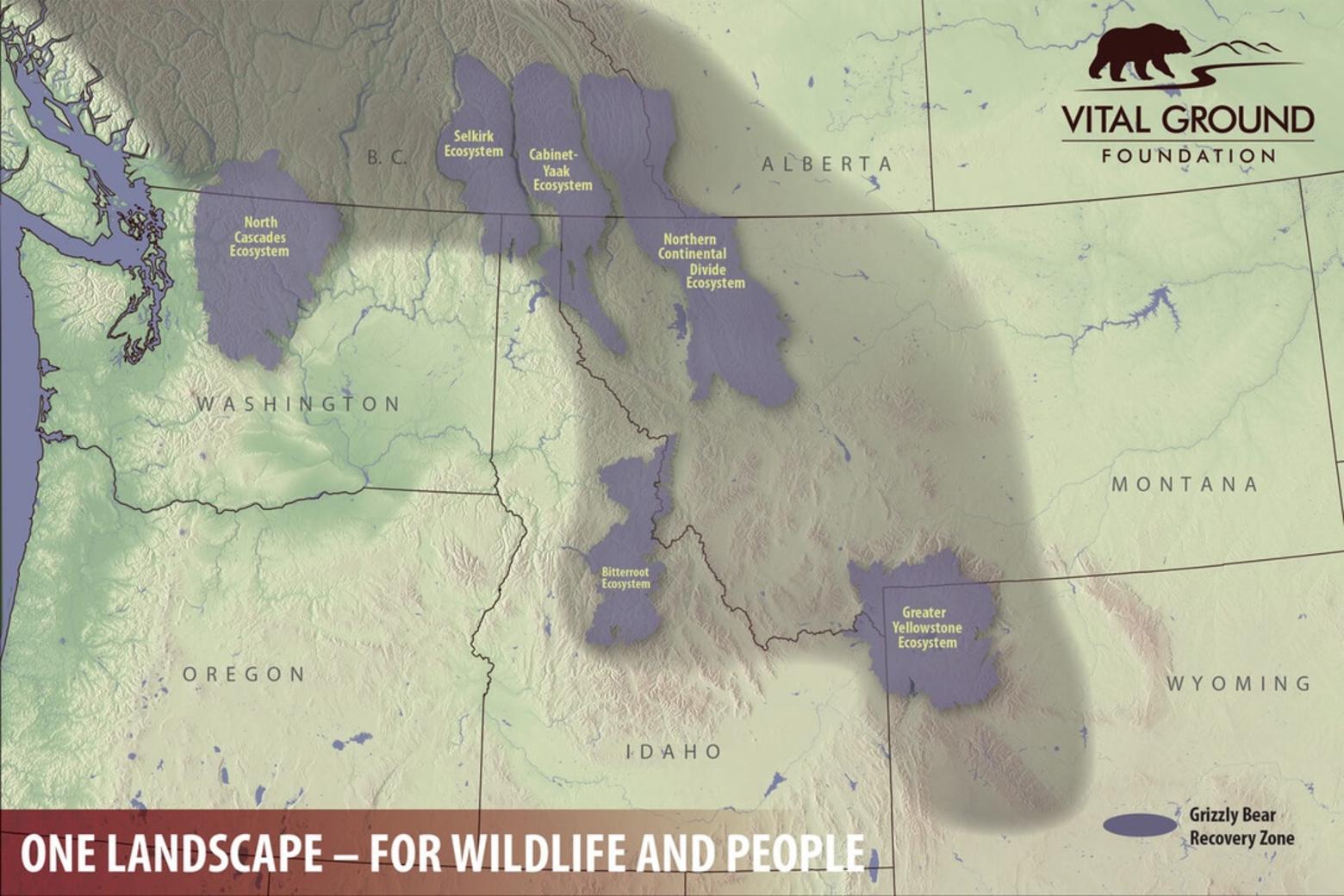 Map courtesy Vital Ground Foundation, devoted to protecting habitat for grizzlies and other species. (vitalground.org)