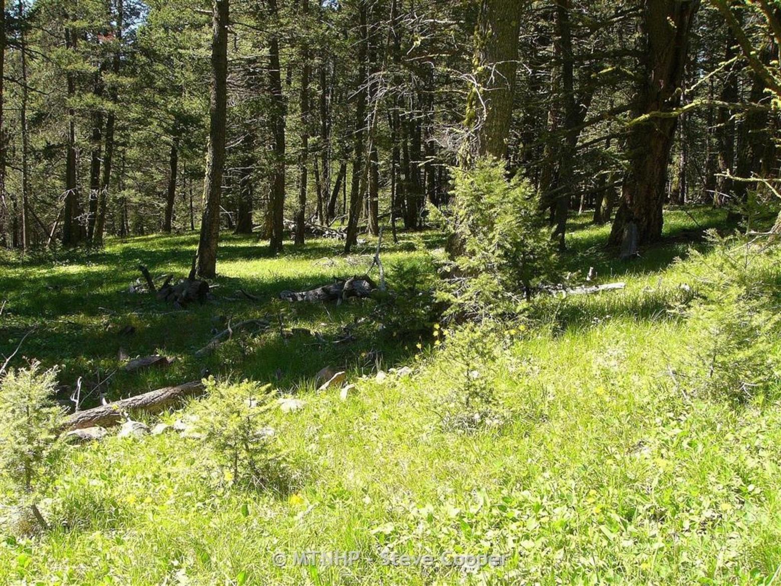 The Douglas-fir forest and its sheltering canopy which supports a range of wildlife species has thrived in a time of cold, snow-filled winters and, in general, plenty of precip and cooler warm seasons. But climate change is bringing new hotter and drier conditions, in addition to rising threats of big wildfire. Will our children and grandchildren experience the same forests as we've known them? Photography courtesy Steve Cooper/Montana Natural History Program  (mtnhp.org)