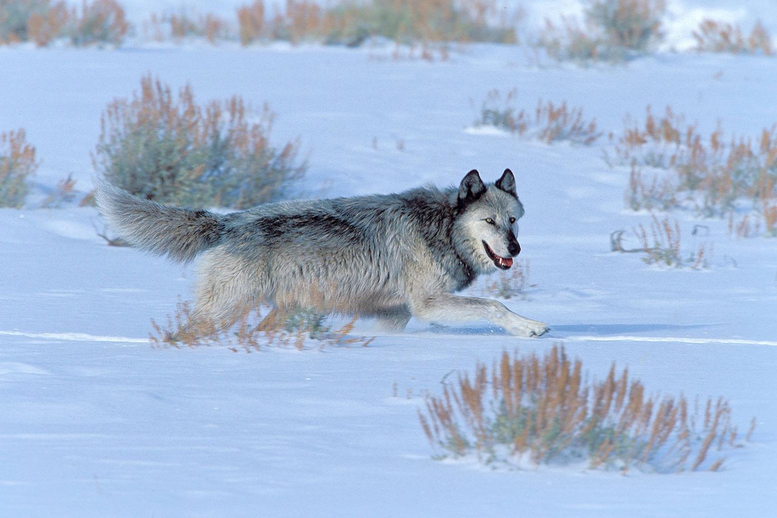 Top Druid: After warfare broke out in Yellowstone's wolf world, Wolf 21 rose to become leader of the park's most dominant pack. This is a photograph of Wolf 21 at age eight. What happened next? You'll need to read McIntyre's next volume which is even more exciting than the last.  Photo courtesy Doug Dance