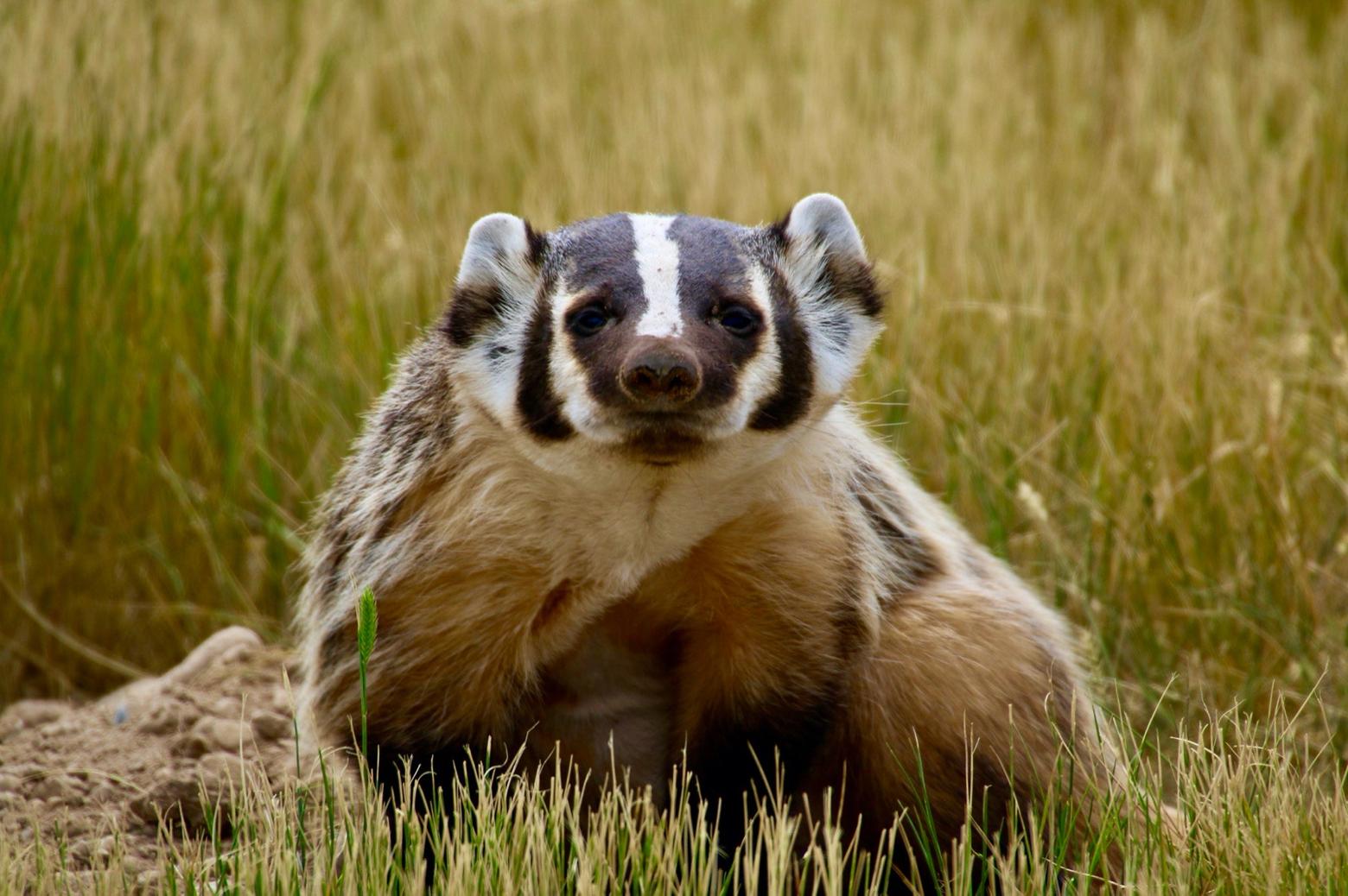 Animals figure prominently into indigenous oral traditions, older and as deeply engrained as the morality and survival stories of the gods in Greek and Roman mythology and which were part of the foundation of Western Civilization.  Badger photo courtesy Kari Cieszkiewicz/US Fish and Wildlife Service