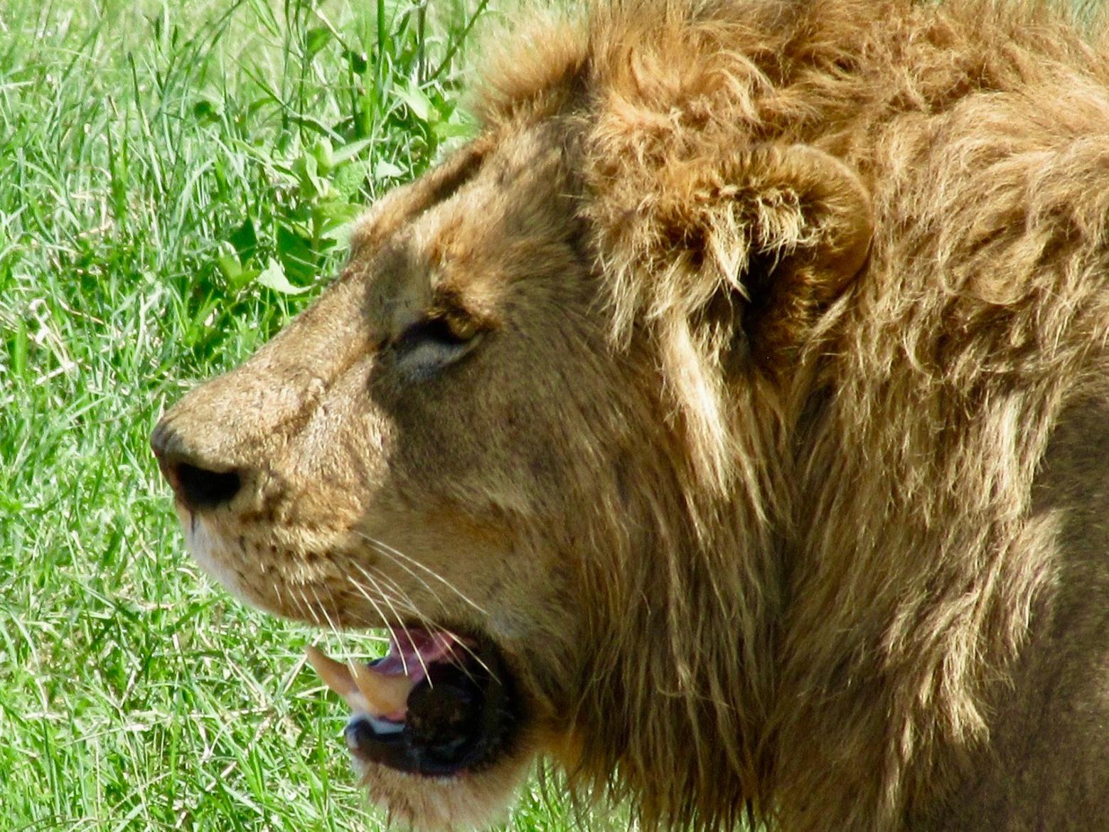 Large predator populations around the world are struggling to survive, with Greater Yellowstone and the Serengeti among two of the last bright spots. Photo courtesy Phil Knight