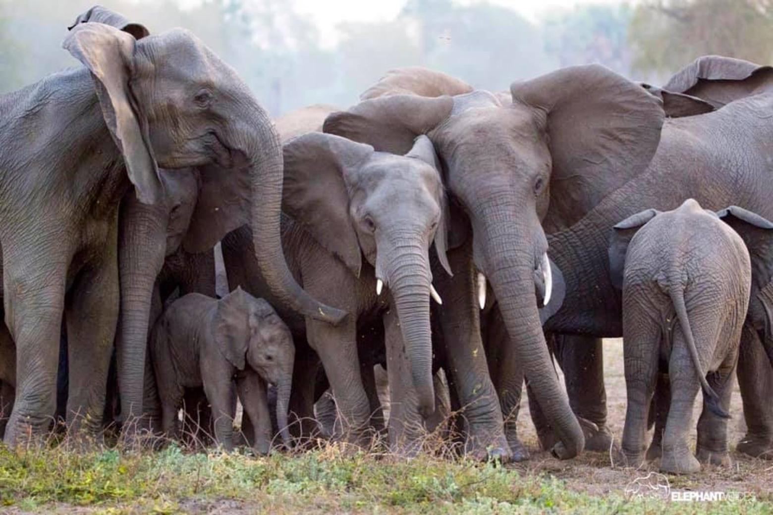 Once decimated by ivory poachers, meat hunters and casualties of armed civil unrest, elephants are re-inhabiting their former haunts. Photo courtesy Gorongosa National Park