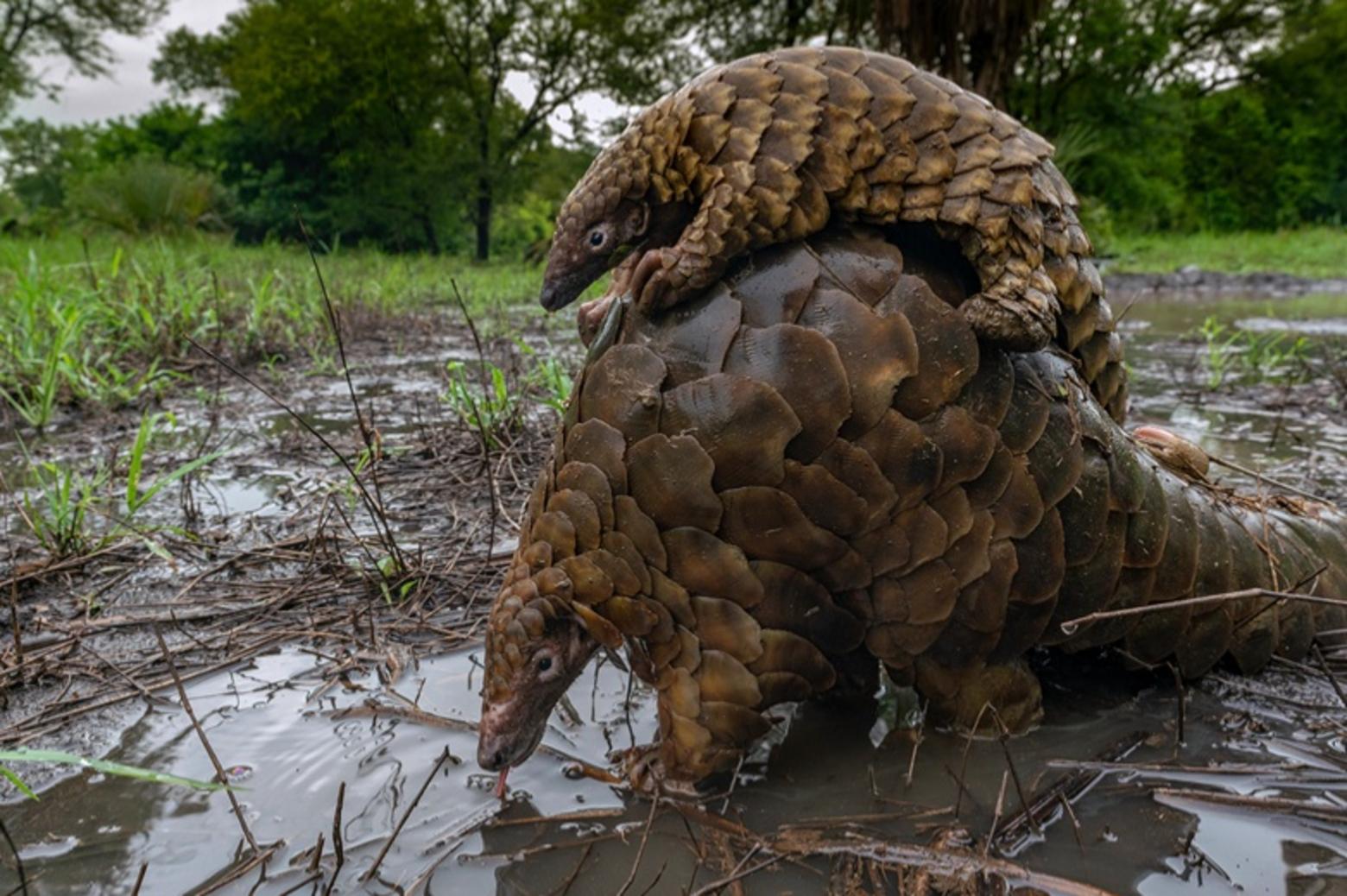 Pangolins, a critically endangered species also known as scaly anteaters, are threatened by poachers who eat them and blackmarket traders who sell them in China where their parts are used in traditional Chinese medicine. Gorongosa serves as an important refuge for pangolins. Photo courtesy Gorongosa National Park.