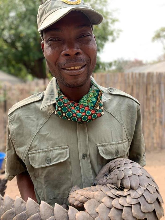 This pangolin, held by Gorongosa Ranger Tschapo was rescued from illegal wildlife traffickers