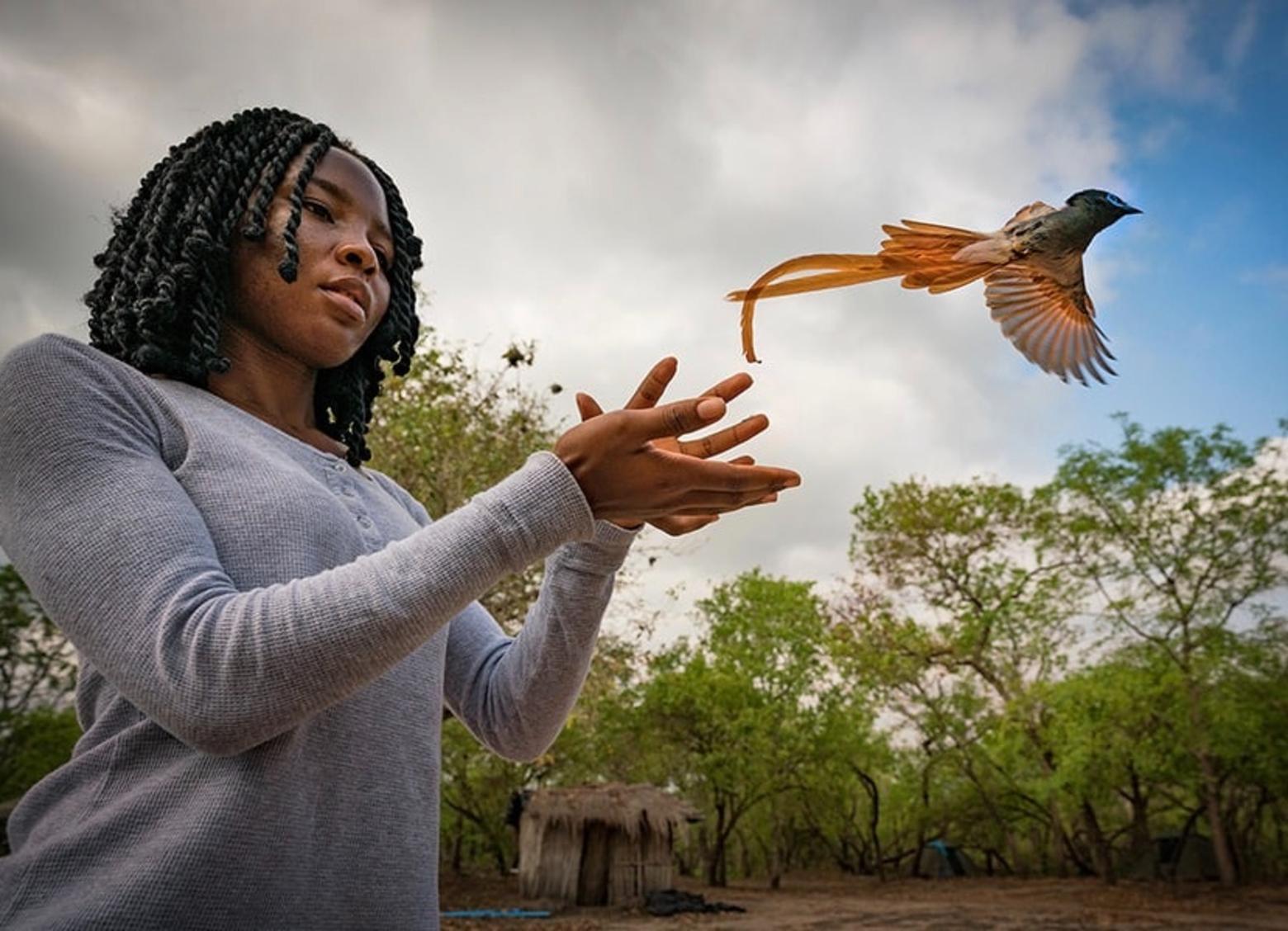 Rosa Tivane releases a paradise flycatcher in Gorongosa National Park. The restoration of wildlife that has happened in Gorongosa is unprecedented in the modern world and a hopeful indicator of nature's resilience. For young people like Rosa, who is learning about biodiversity, Gorongosa represents a vital touchstone in a new and growing national identity. Photo courtesy Gorongosa National Park
