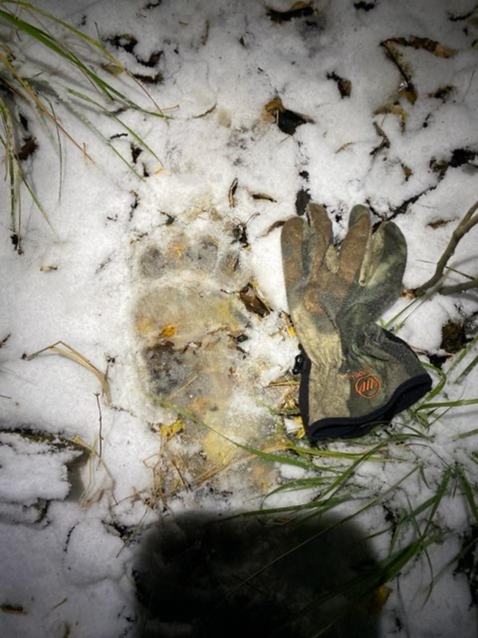 Bow hunter Dash Rodman took this photo of a  bear paw print after he saw the bruin wander near his perch in a tree.
