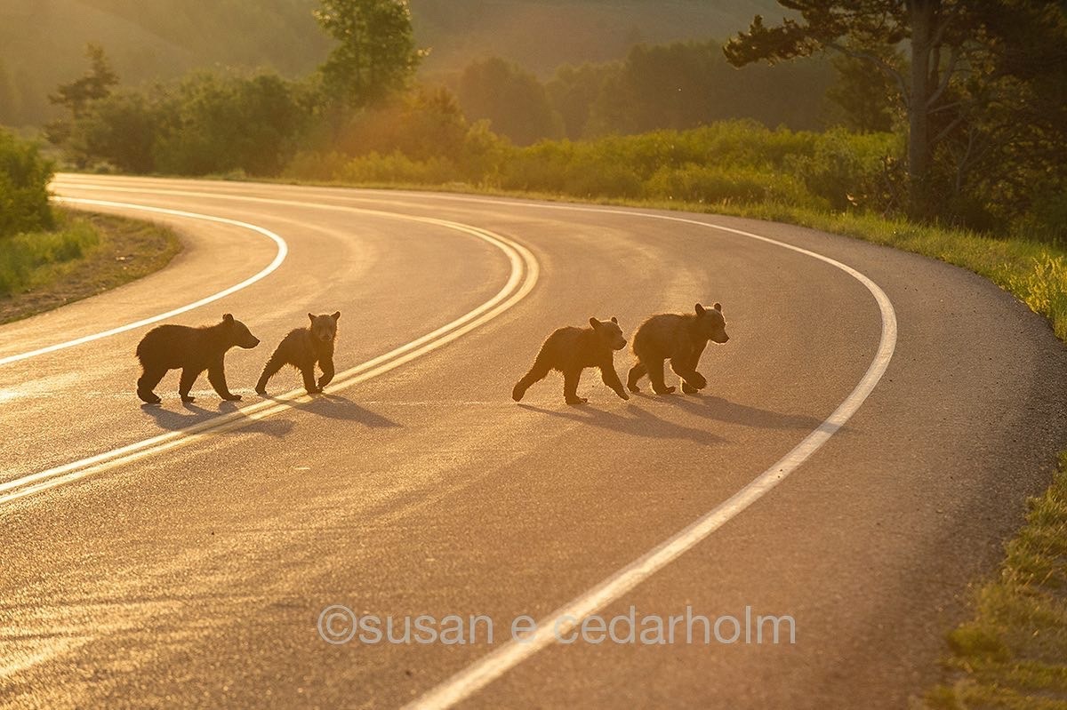 Never has a family of bears inspired more people and attracted a more devoted coterie of  wildlife watchers in Jackson Hole than the clan of grizzly 399. Here,  this past summer, the quartet of cubs crosses the busy highway in Grand Teton National Park.  Photo courtesy Sue Cedarholm