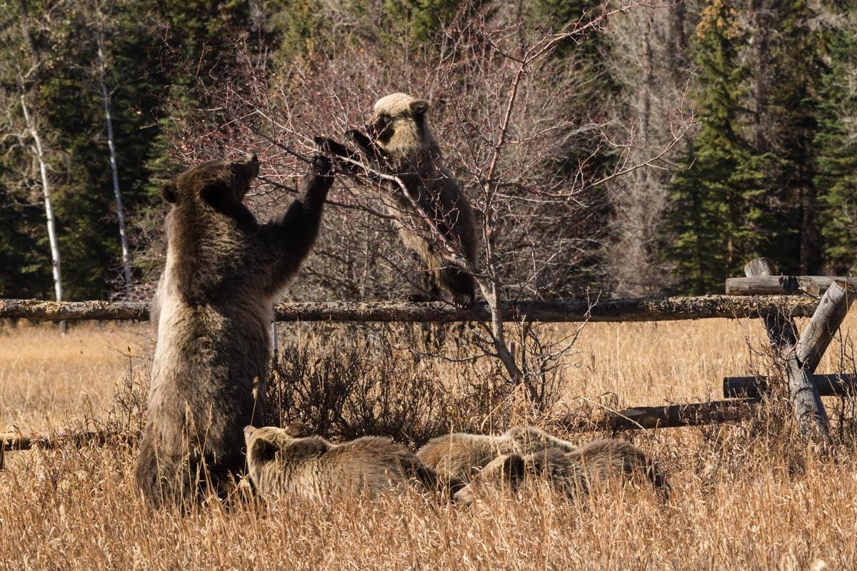 Ironic, maybe, is that while Mangelsen was out looking for grizzly 399 east of Jackson Lake last week, she showed up barely a stone's throw from his house in the Meadow subdivision.  They dined ravenously on hawthorn berries with the cubs using a buck and rail fence as a perch for reaching the food as 399 pulled the branches down with her paws. Photo courtesy Thomas D. Mangelsen (mangelsen.com)