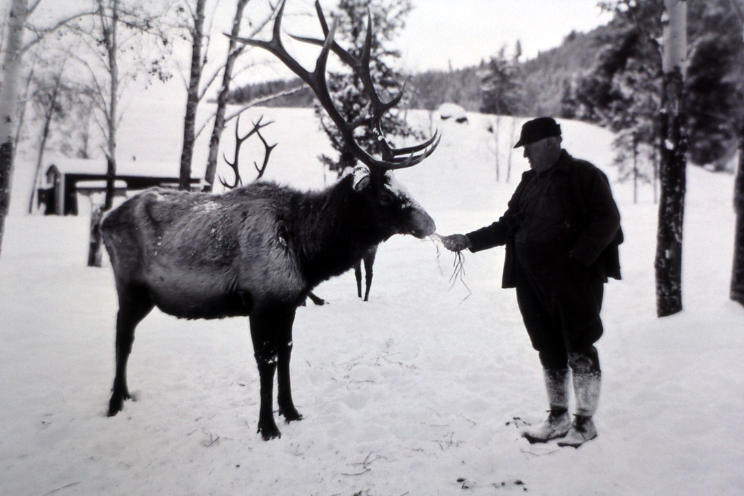 The Yellowstone we know today was arguably less wild a century ago when caretakers had Draconian ideas about predators, had poor understanding of wildlife biology and sometimes saw their role as choreographing an entertaining experience for visitors fit for the times.  Here, elk are fed by hand in the Lamar Valley in about 1930, around the time wolves were ruthlessly eliminated from the park. Photographer unknown/courtesy NPS
