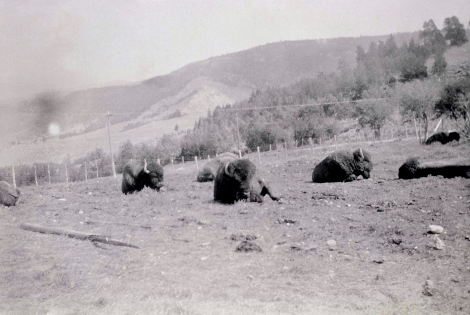 Top: Black bears, deliberately fed and habituated to human food, provide entertainment for park visitors at West Thumb Camp in 1924. Photo just above: Bison in the "Mammoth Showpen" in 1924 when wildlife, in order to insure visitors saw animals, were really managed as if in a glorified zoo.  Photographer unknown/courtesy NPS