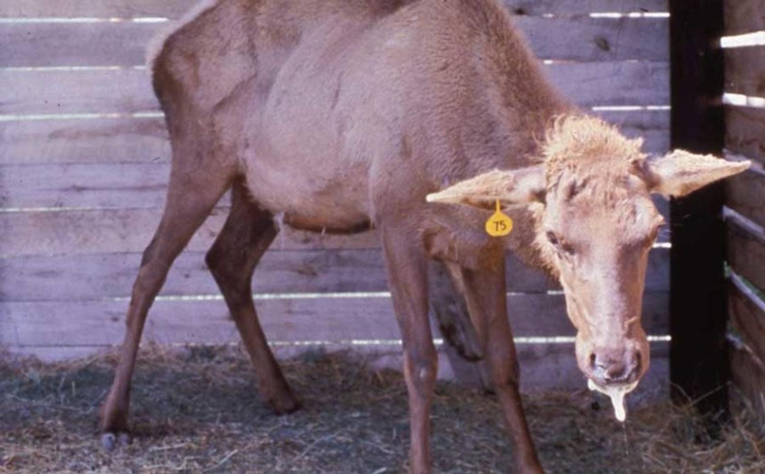 A research elk in Wyoming afflicted with CWD and showing overt symptoms of the disease in its final days of life. Photo courtesy Wyoming Fish and Game