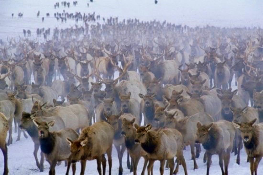 Thousands of elk congregate over artificial feed at the National Elk Refuge and 22 feedgrounds operated by the state of Wyoming every winter.  Imagine if this were young human spring break goers in the time of Covid. Would such a convergence be considered wise amid the threat of a contagious disease?  Epidemiologists say the same rules apply to wildlife when there's the looming menace of CWD and brucellosis. Photo courtesy Thomas Mangelsen (mangelsen.com)