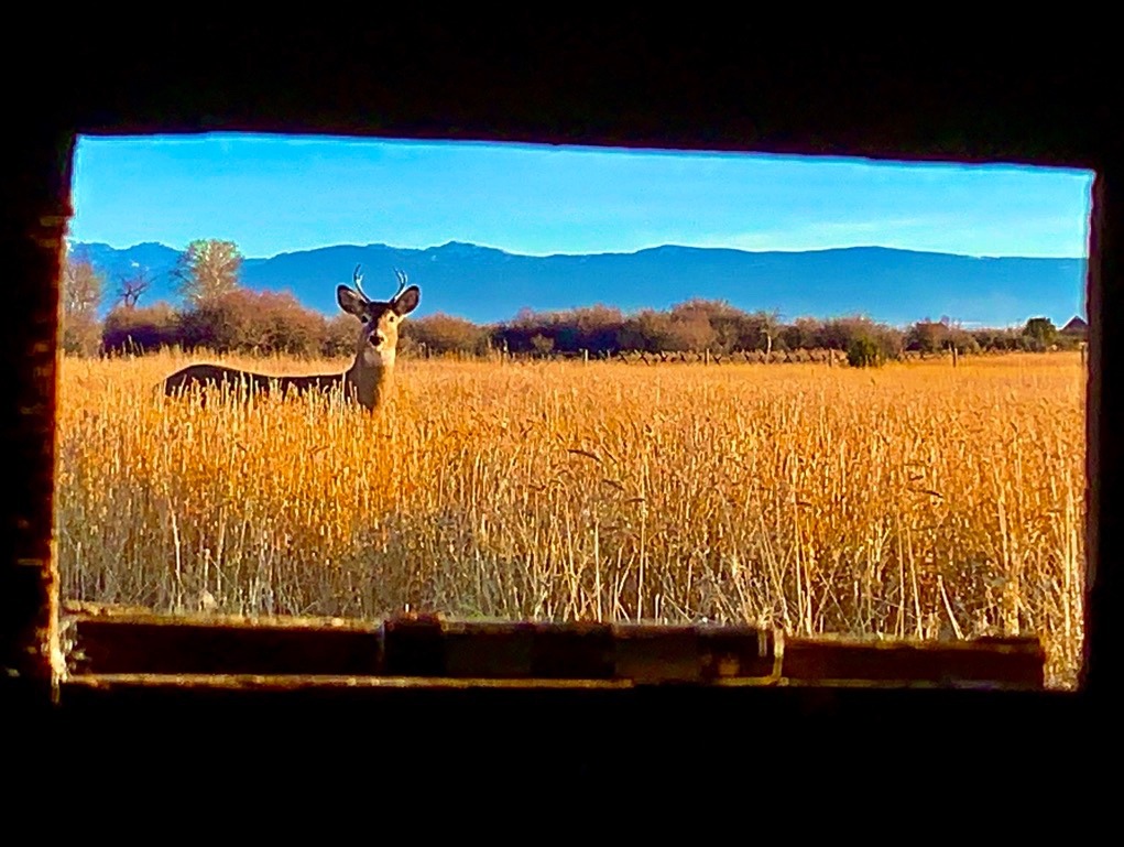 Chronic Wasting Disease is no longer out of sight and mind for residents of America's fastest-growing micropolitan area with the announcement that a CWD-infected deer was confirmed in the Gallatin Valley just beyond Bozeman's back door.  Photo by Todd Wilkinson