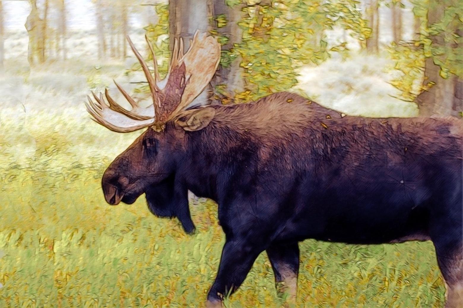 When wildlife and human pathways intersect, the first, best and most inexpensive remedy is for motorists to reduce their speeds. Photo of bull moose in Jackson Hole courtesy Mike Goad/Pixabay Free Use License