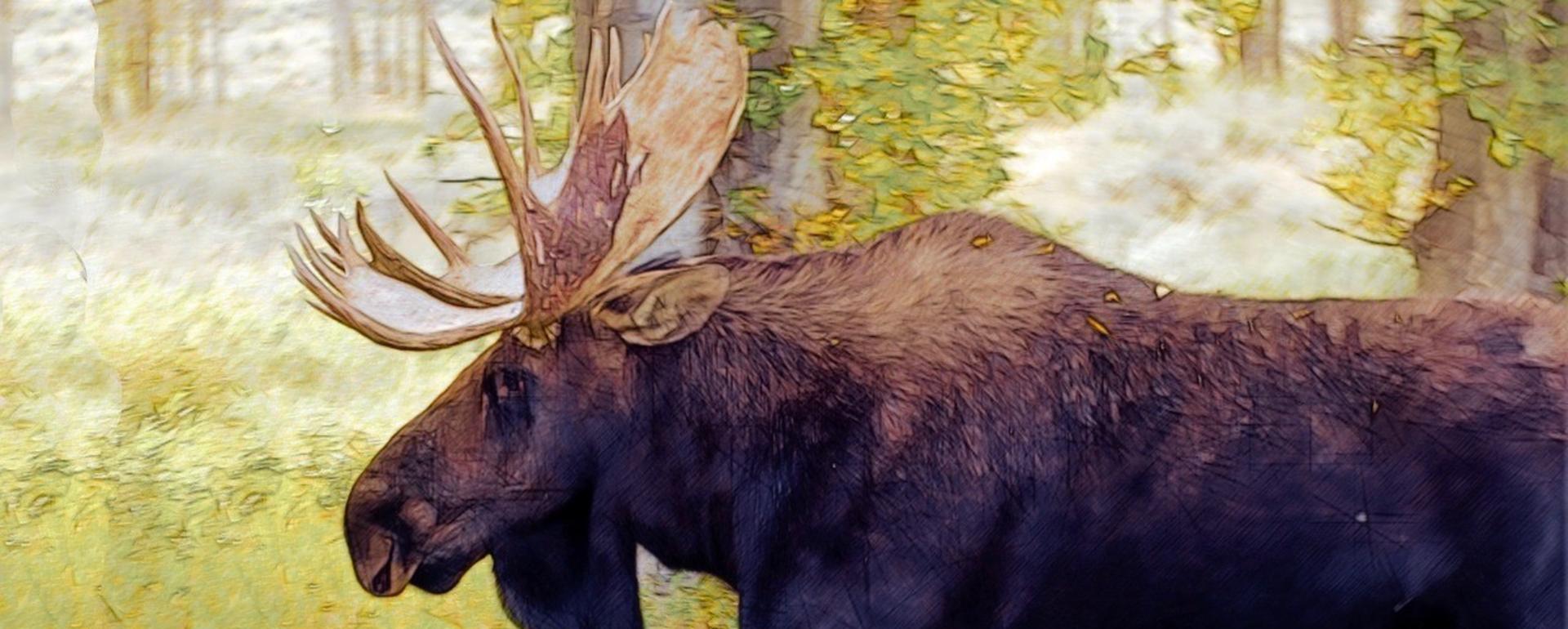 A bull moose in Jackson Hole