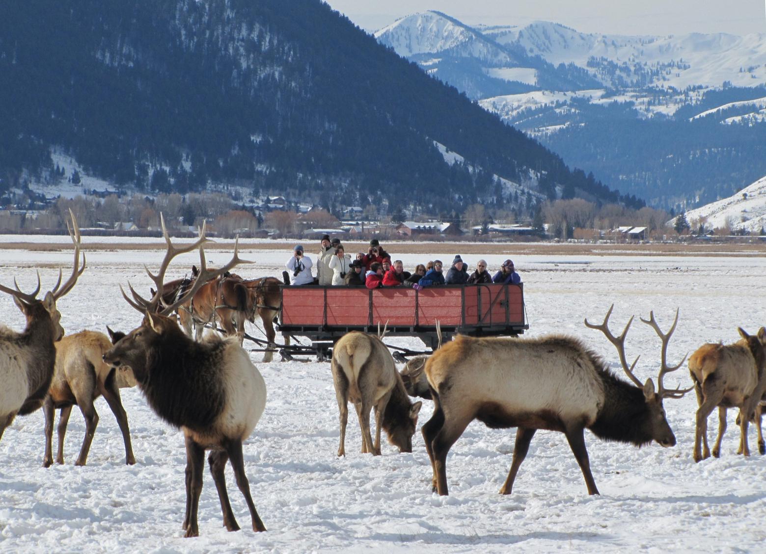 With the town of Jackson, Wyoming in the distance, visitors take a gander at elk, among several thousand wapiti that mass at the National Elk Refuge every winter. With the first case of Chronic Wasting Disease in a Jackson Hole elk confirmed in nearby Grand Teton National Park, wildlife officials worry about the deadly disease spreading to animals at the Elk Refuge. Photo courtesy US Fish and Wildlife Service