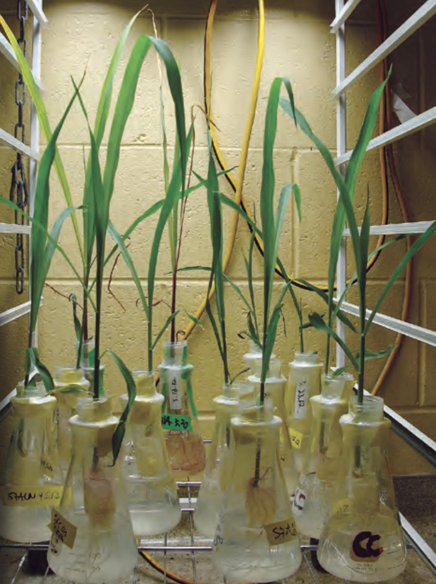 Prion uptake in plants is being studied at the USGS National Wildlife Health Center. Photo courtesy USGS/Christina Carlson