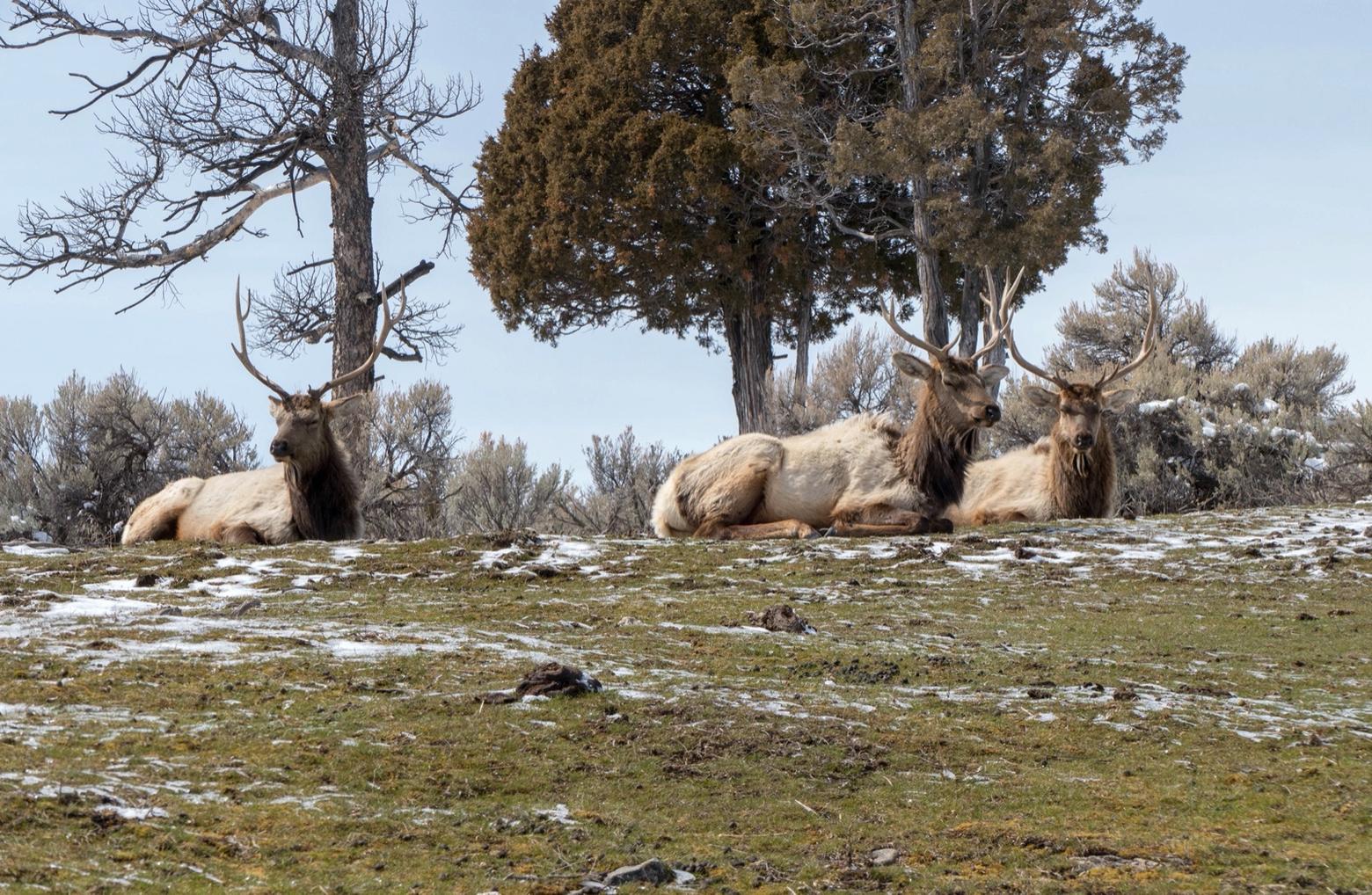 How will CWD impact wildlife in Yellowstone? Part of the park's CWD surveillance plan is identifying animals that appear ill or in physical distress. These bull elk are not sick with CWD but left haggard and fragile by a long hard winter.  Knowing whether an animal has CWD or is just weakened by the elements could prove difficult. Photo courtesy Diane Renkin/NPS