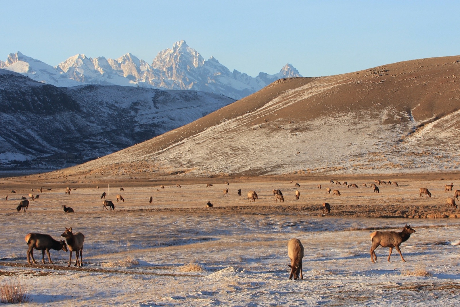 What if there were fewer elk and they weren't fed? A view of the National Elk Refuge looking northwest toward the Tetons. Photo courtesy Ann Hough/ US Fish and Wildlife Service