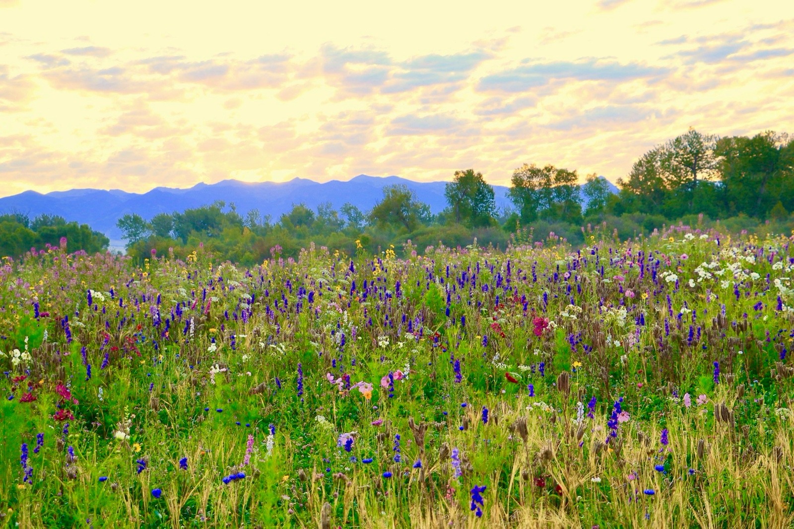 According to local lore, the Gallatin Valley was once known as "the valley of flowers," owed to its profusion of wildflowers in warm weather seasons. The scene in this photo is a property near Manhattan, Montana where the landowners came together with the Gallatin Valley Land Trust and created a conservation easement, ensuring the natural landscape will never be covered with residential subdivision. The property owners also have initiated an inspiring wildflower restoration project (which benefits all kinds of wildlife, including pollinators).  Photo courtesy Gallatin Valley Land Trust 