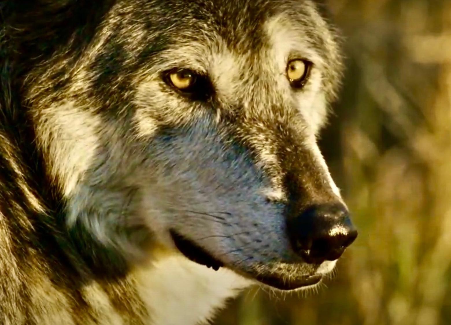 True Wild The Real Story Of Wolves On Ted Turner S Montana Ranch